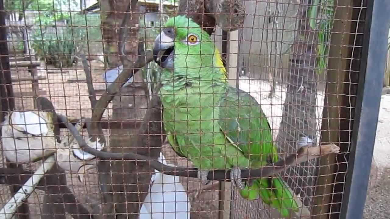 Parrot perfectly mimics crying baby