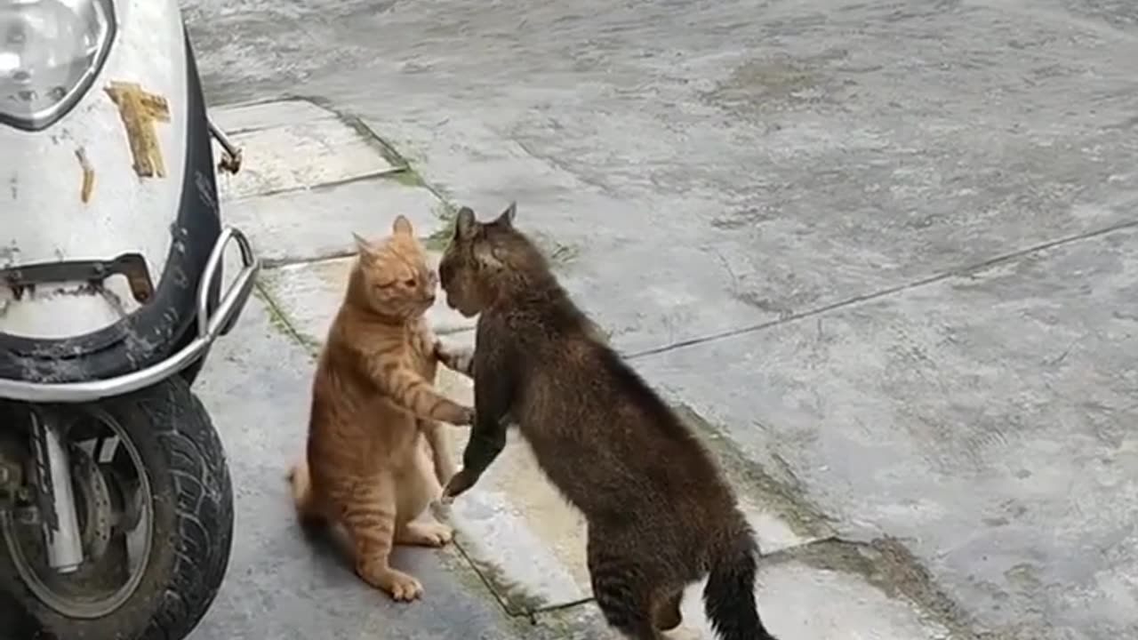 Cat fighting