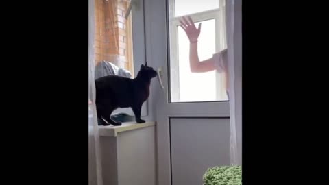 Clever Cat Saved the Mistress