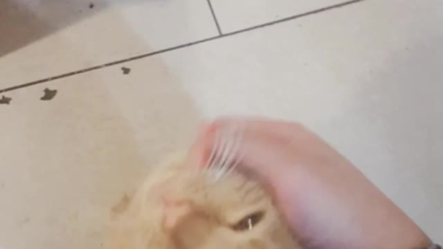 A cat that likes to touch its chin.