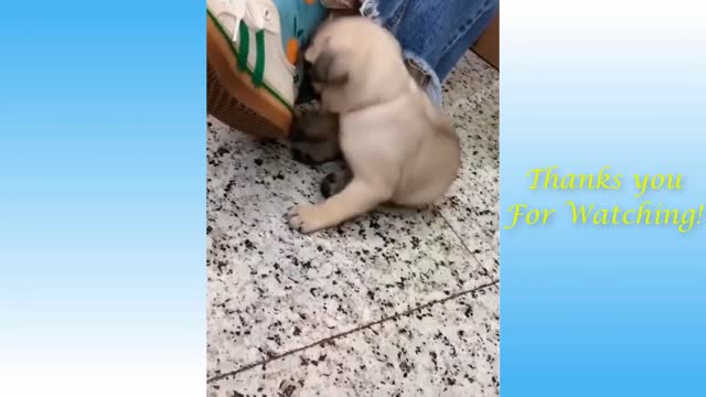 Funny animal video