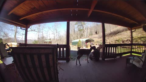 Meet Whiskers lunchtime at The Treehouse 🍏🥜 NC High Country God’s country #MAGA