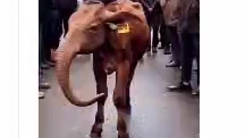 Kudrat de Rang
