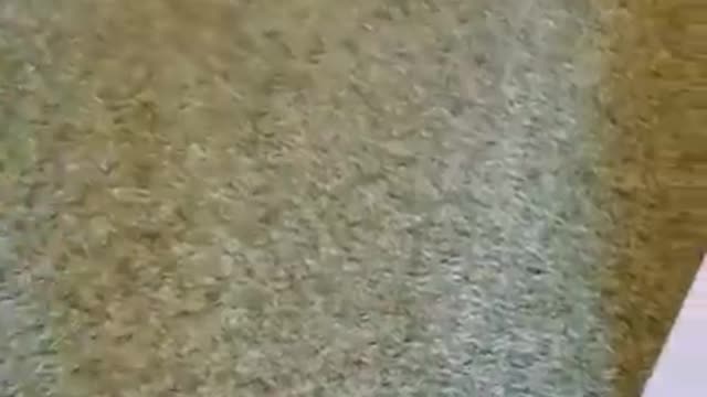 Eco friendly Carpet Cleaning services Springfield