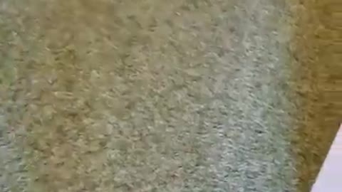 Eco friendly Carpet Cleaning services Springfield
