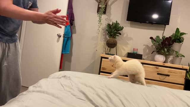 Happy Rescue Ferret Leaps into Owner's Arms