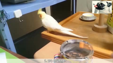 Funny parrot's moment with owner!