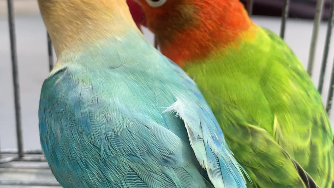 African Lovebirds