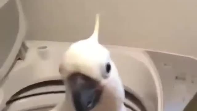 Funny parrot funny video