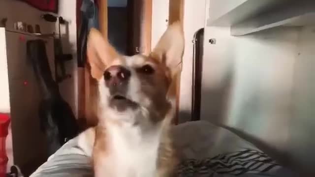 Singing dog Despacito