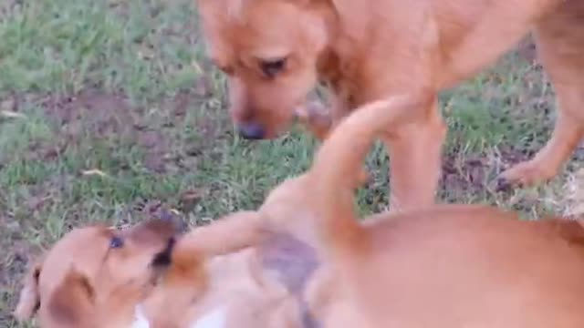 Cute and smart dog ! Dogs playing ! dogs fighting ! funny dog videos 2021 ! #shorts