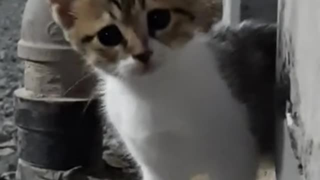 Cute and Funny Cat Videos Compilation,Baby cat,short video