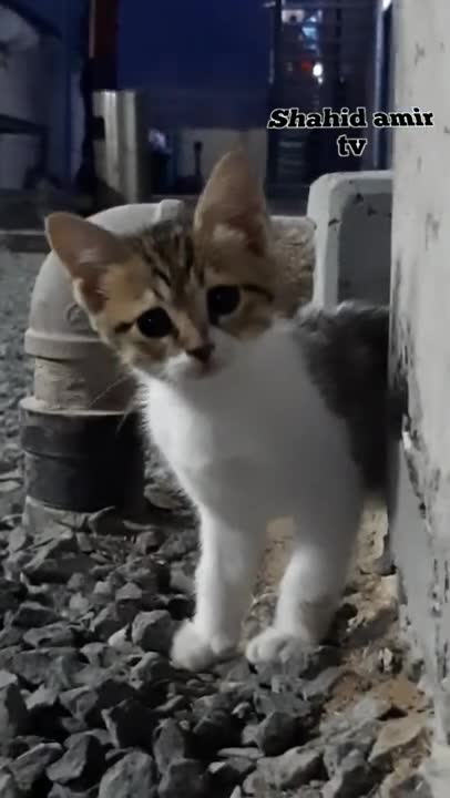 Cute and Funny Cat Videos Compilation,Baby cat,short video