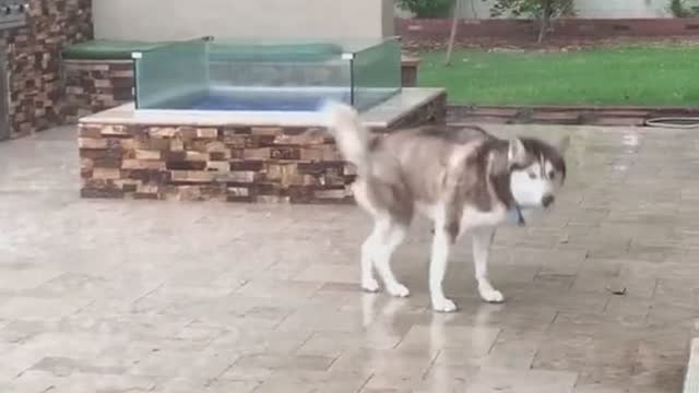 husky under the rain