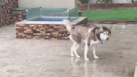 husky under the rain