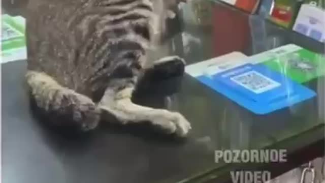 😂 - Funny Cats Life The cat asks to scratch