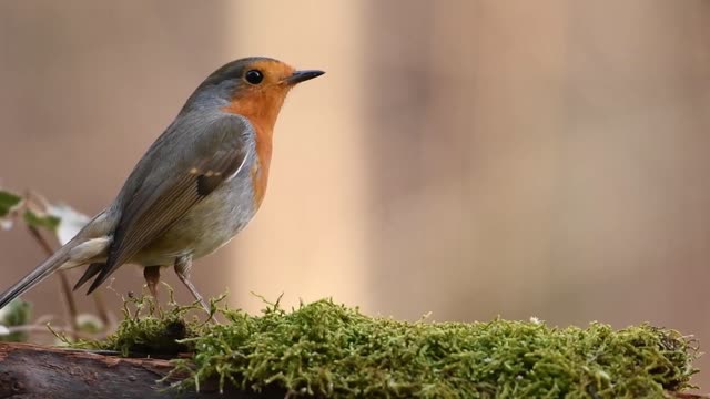 glücklicher vogel