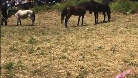 Horse VS horse (away kabayo)