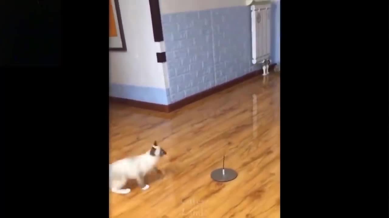 The kitten is having fun trying to catch the ball