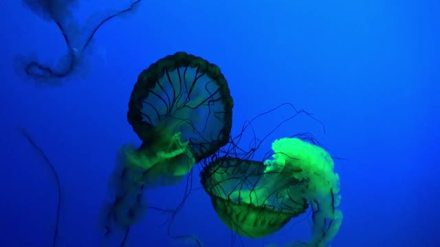 One of the most amazing types of jellyfish watch their beauty in the ocean