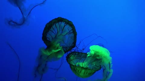 One of the most amazing types of jellyfish watch their beauty in the ocean