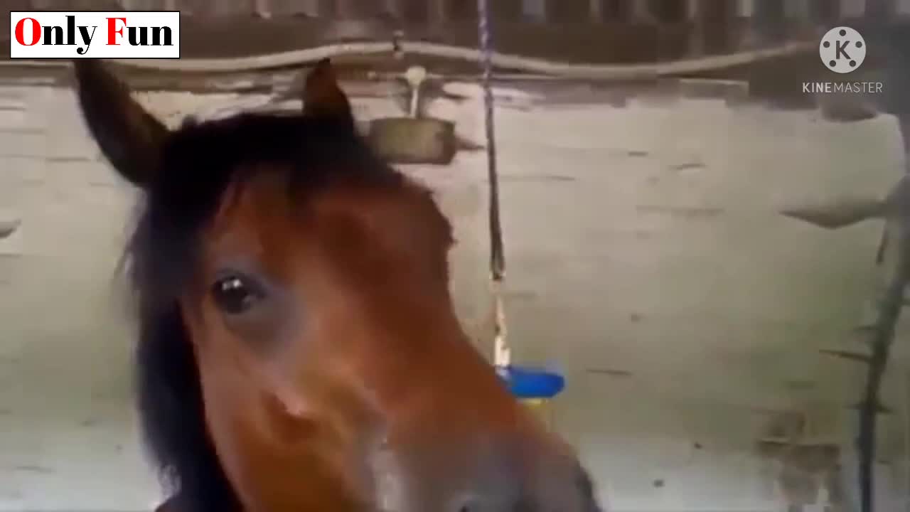 funny horse compilation