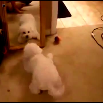 Funny Mirror Prank on Dog