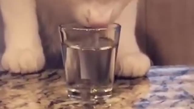 Funniest Cat Videos That Will Make You Laugh