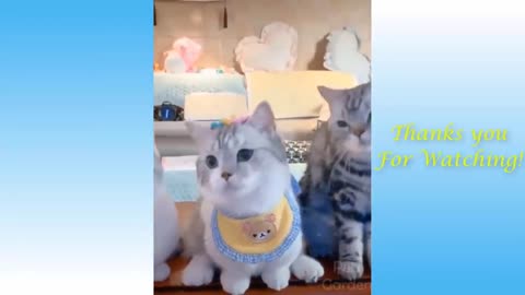 Cute Cats and Funny Dogs Videos Compilation 2021