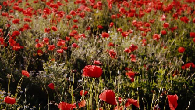 Beautiful Flower Video with relaxation