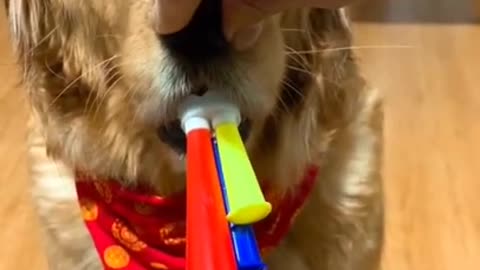 Cute Adorable Dog blows in