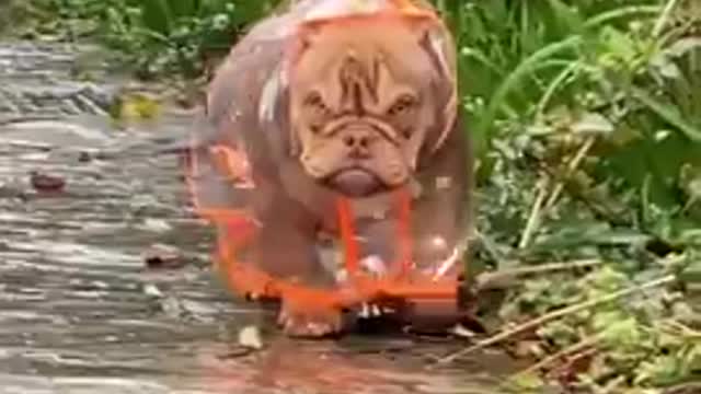 Grumpy gal 🤣 Funniest 🐶 Dog - Awesome Funny Pet Animals Videos