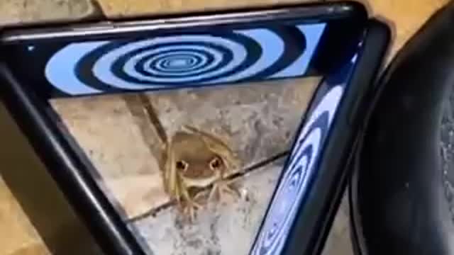 Funny animals