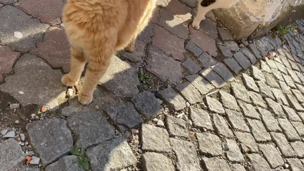 Cute yellow Cat living on the street. These Cats are so beautiful.😍