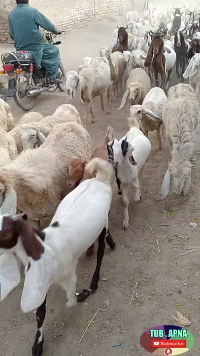 Our village 🐑 and 🐐