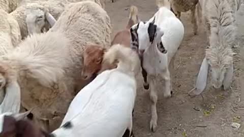 Our village 🐑 and 🐐