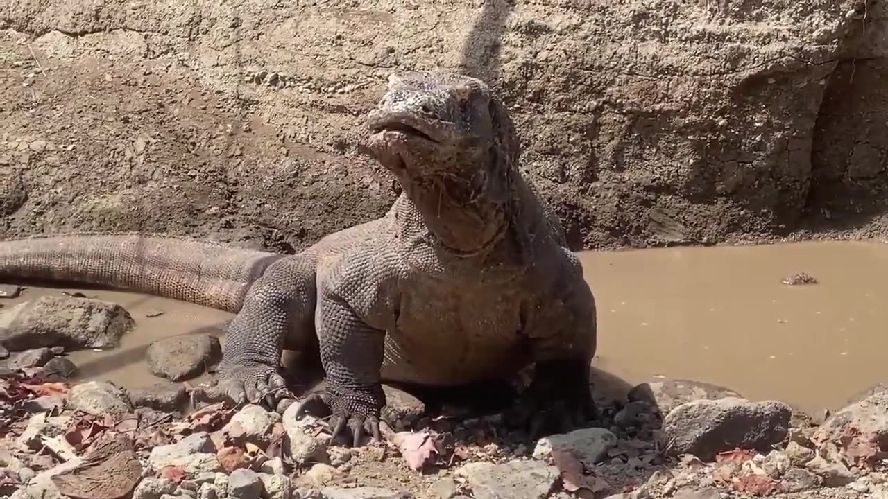 The importance of a smooth body is that the Komodo dragon cannot bite it, but can swallow it.