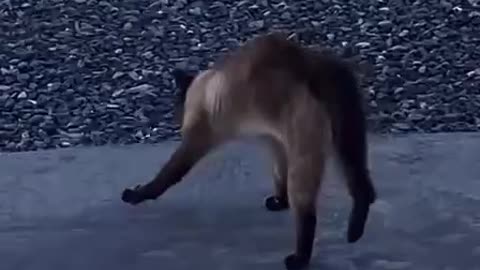 Conor McGregor's Cat