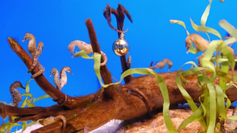 Group Of Sea Horses Chilling On The Same Spot