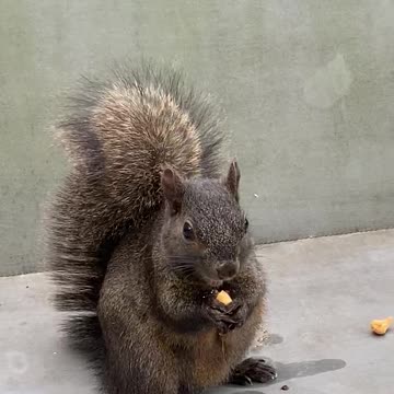 Squirrel with Cashews