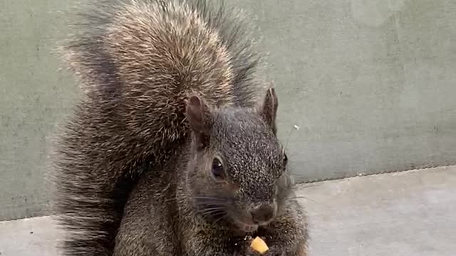 Squirrel with Cashews