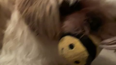 Playing fetch with my Shih Tzu