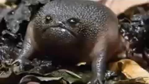 Animals