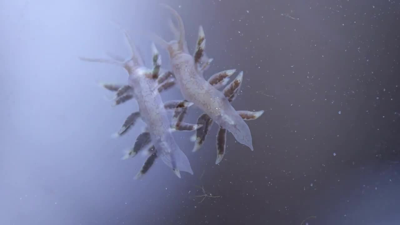 Nudibranch in a reef tank.