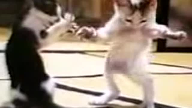 dancing cat