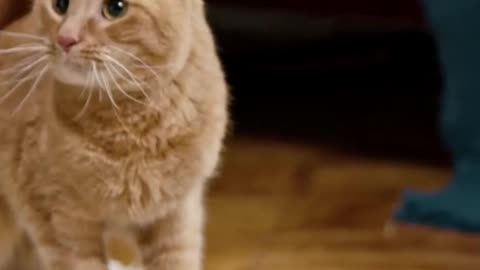 A Cat Is Riding A Skateboard