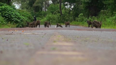 Baboons play on a road in Africa