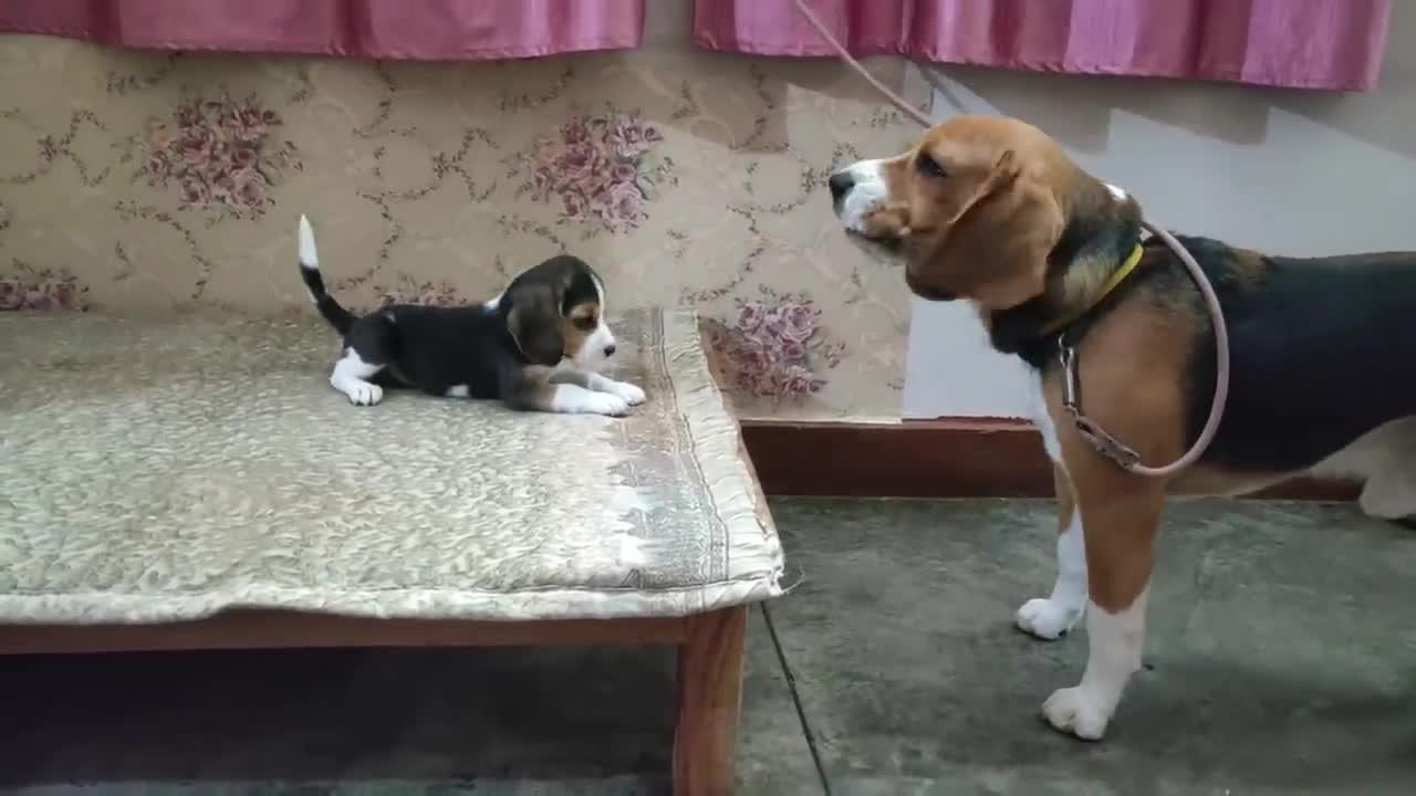 Deep Conversation Between Father & Daughter _ Leo & Lilly _Leo The Beagle