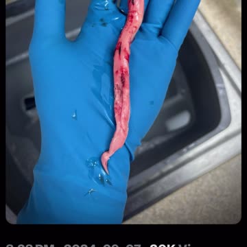 Richard Hirschman Embalmer