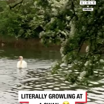 Man and dog vs swan